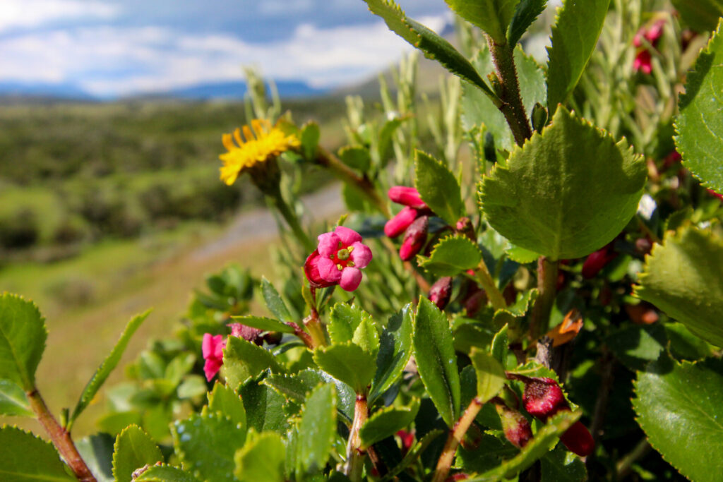 Fjällräven Classic Chile 2025. Créditos: ©Tamara Núñez