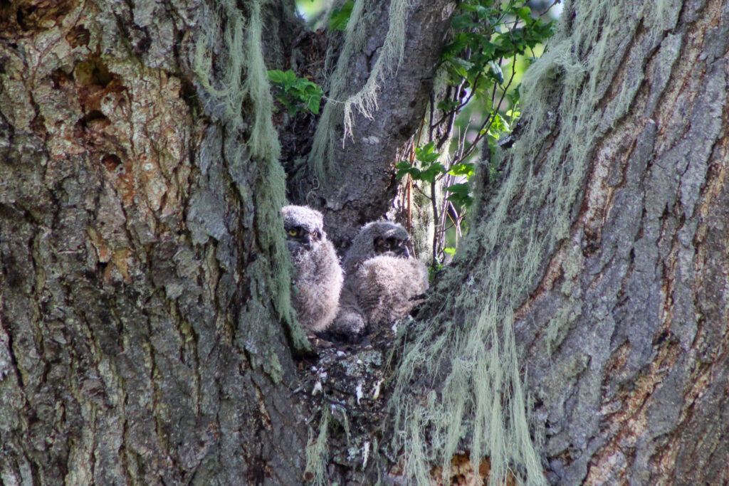 Fjällräven Classic Chile 2025. Créditos: ©Tamara Núñez