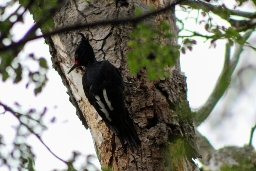 Fjällräven Classic Chile 2025. Créditos: ©Tamara Núñez