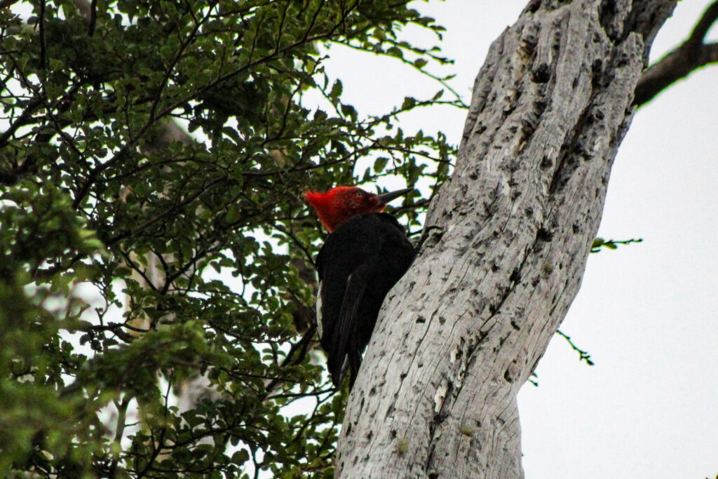 Fjällräven Classic Chile 2025. Créditos: ©Tamara Núñez