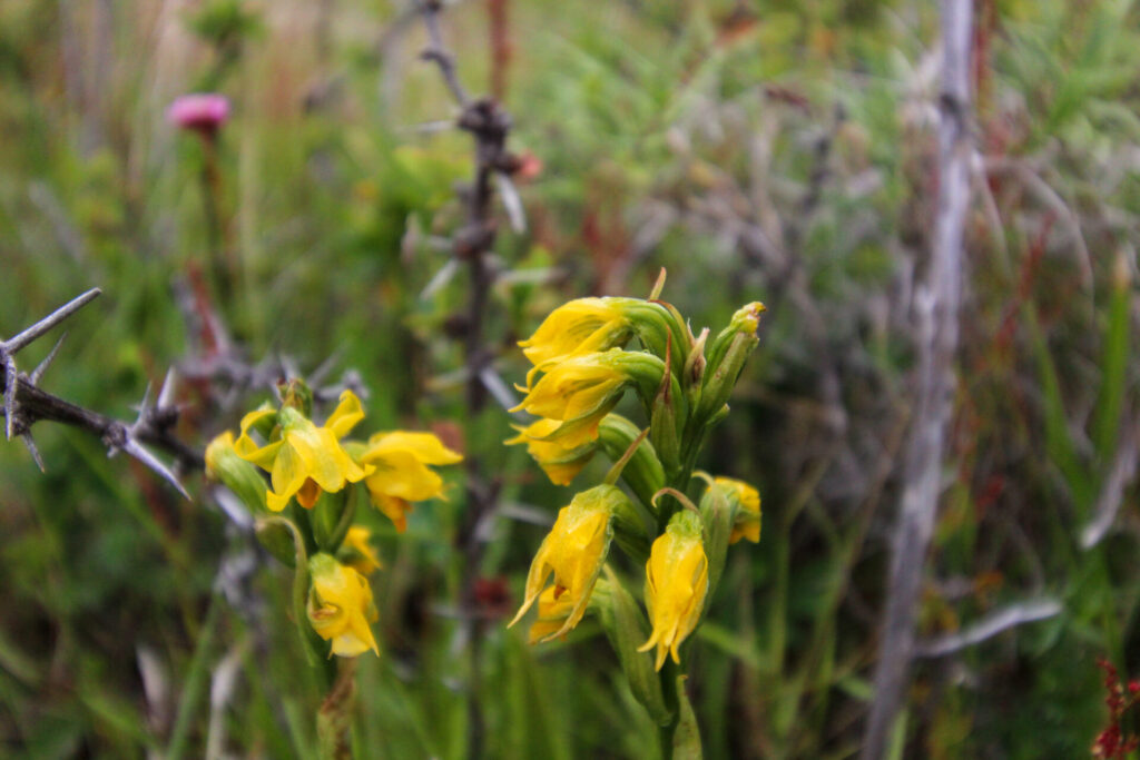Fjällräven Classic Chile 2025. Créditos: ©Tamara Núñez