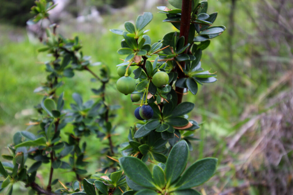 Fjällräven Classic Chile 2025. Créditos: ©Tamara Núñez