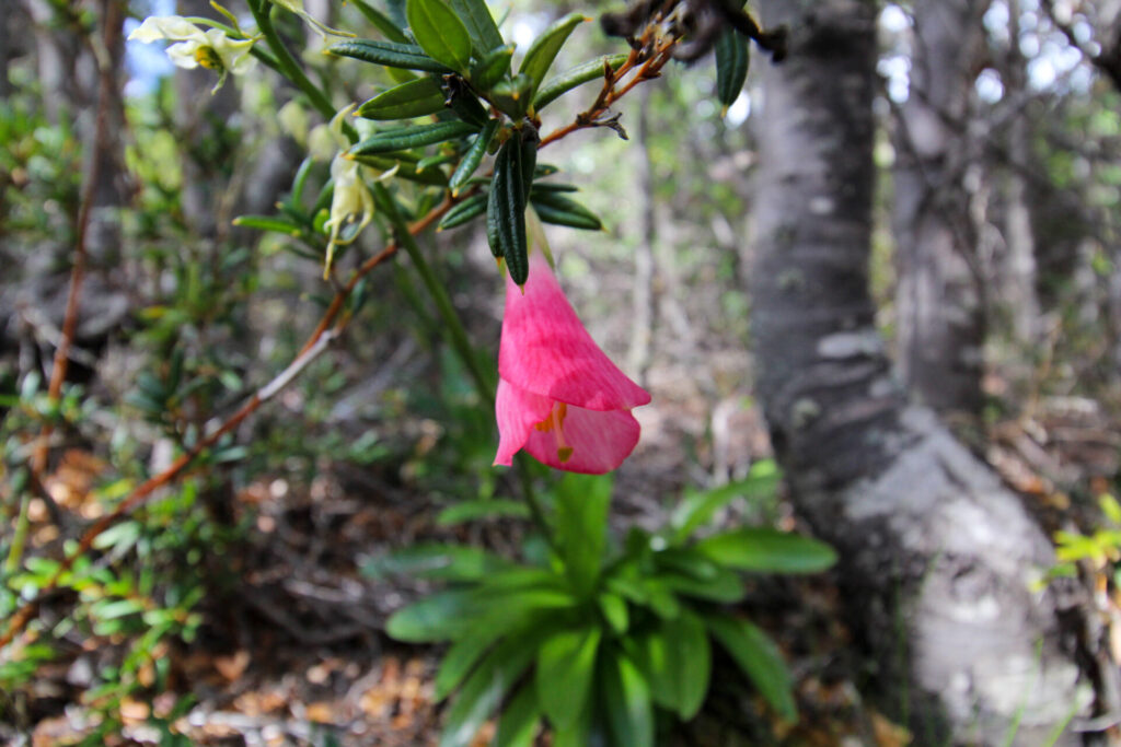 Fjällräven Classic Chile 2025. Créditos: ©Tamara Núñez