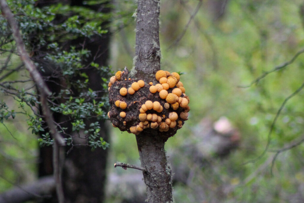 Fjällräven Classic Chile 2025. Créditos: ©Tamara Núñez