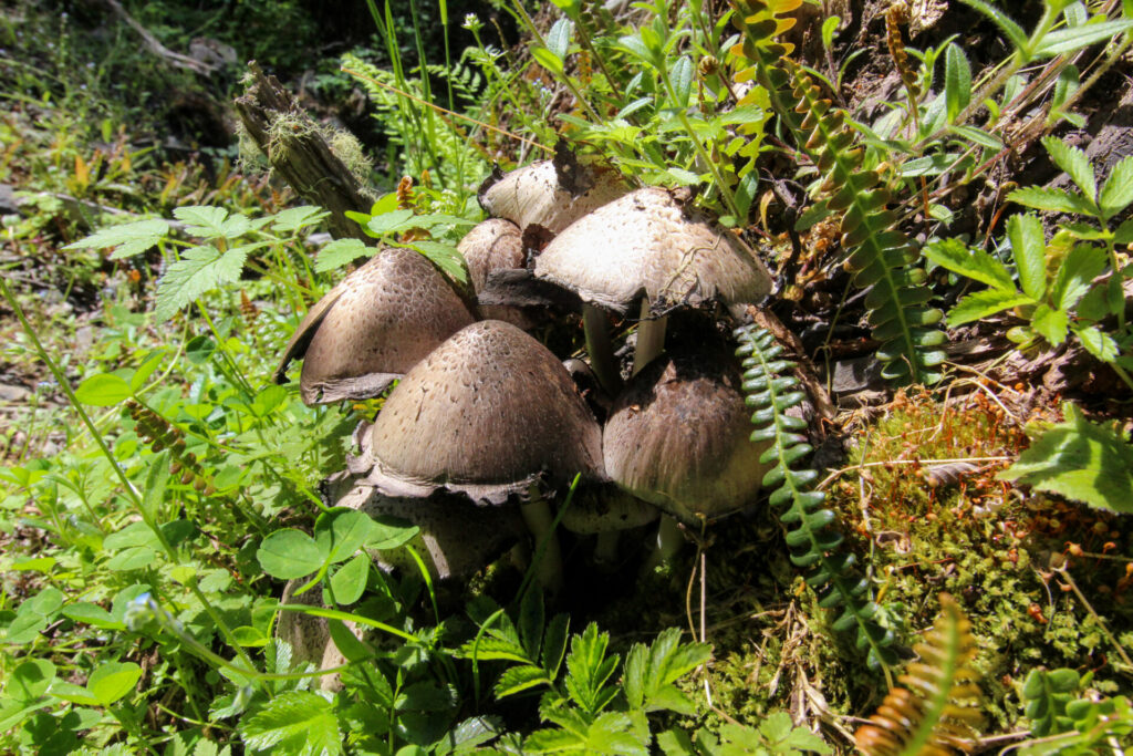 Fjällräven Classic Chile 2025. Créditos: ©Tamara Núñez