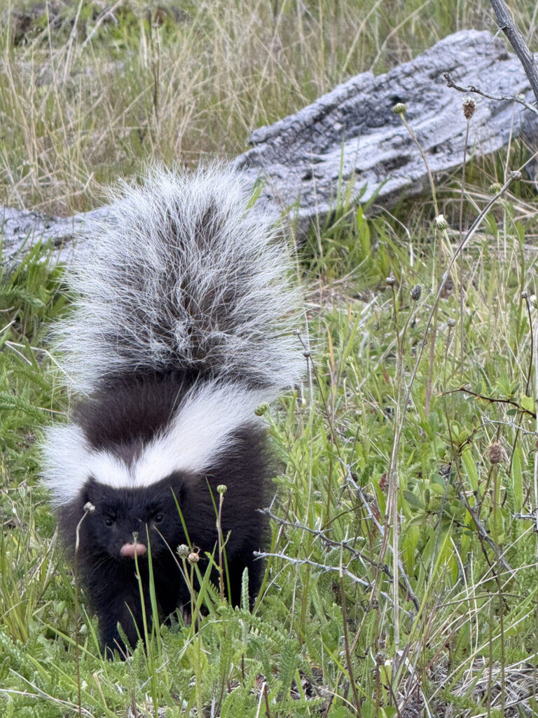 Fjällräven Classic Chile 2025. Créditos: ©Tamara Núñez
