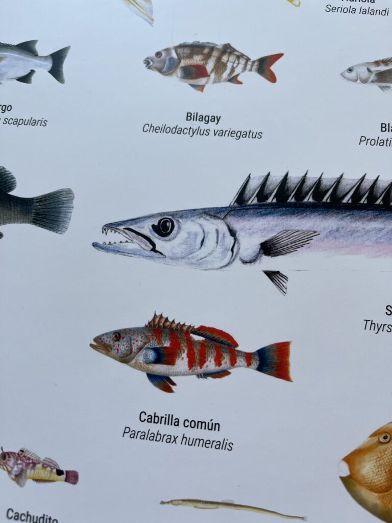 Afiche "Peces litorales óseos de Chile Continental"