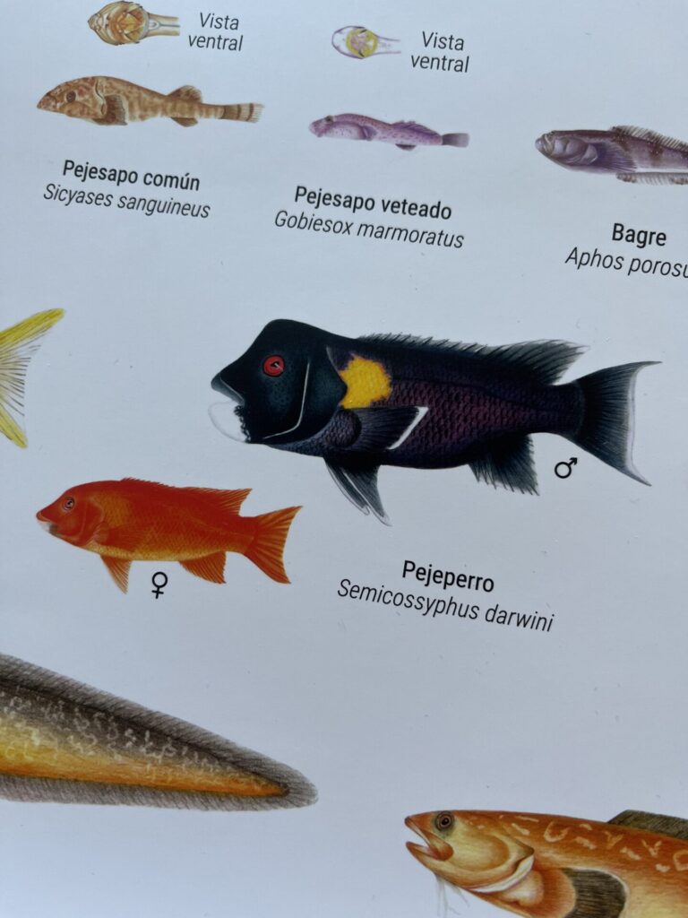 Afiche "Peces litorales óseos de Chile Continental"