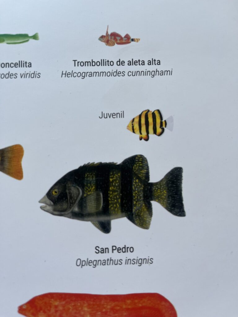 Afiche "Peces litorales óseos de Chile Continental"