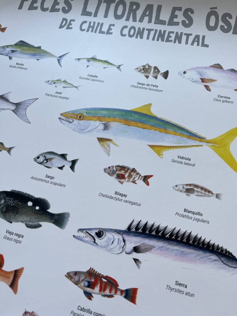 Afiche "Peces litorales óseos de Chile Continental"