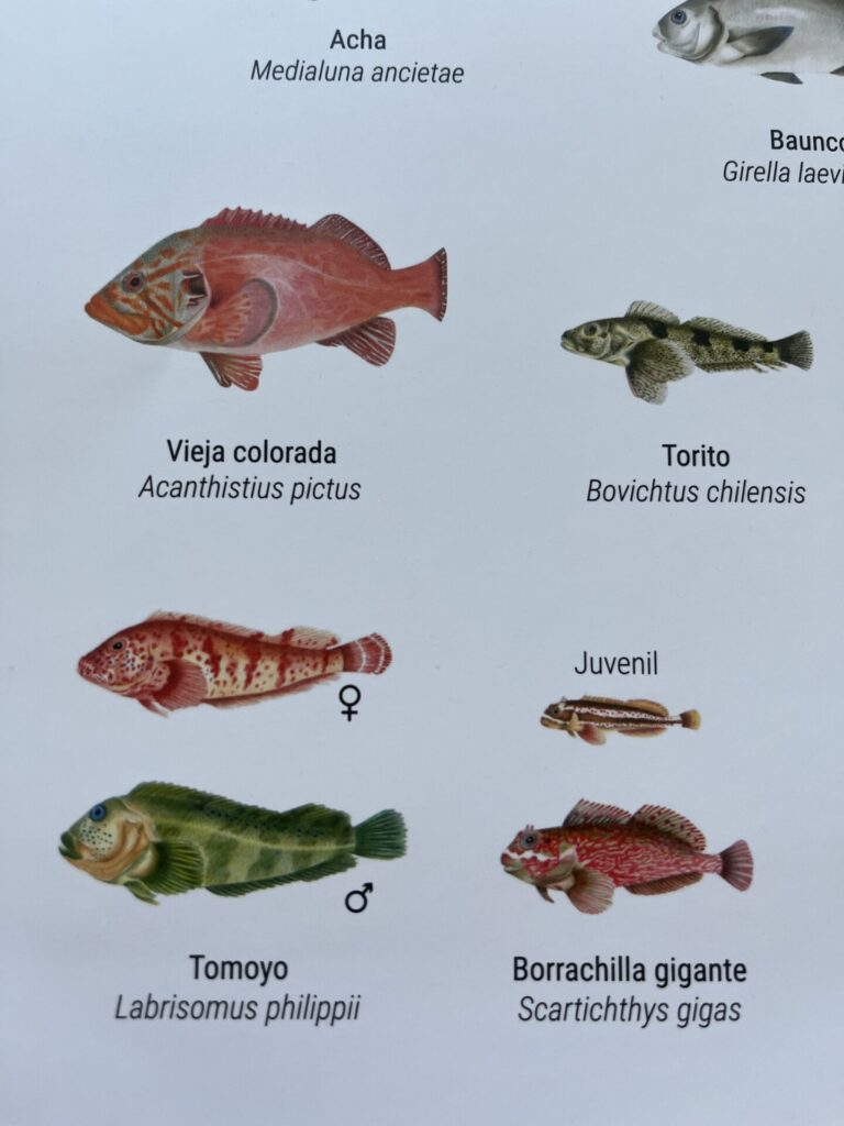 Afiche "Peces litorales óseos de Chile Continental"