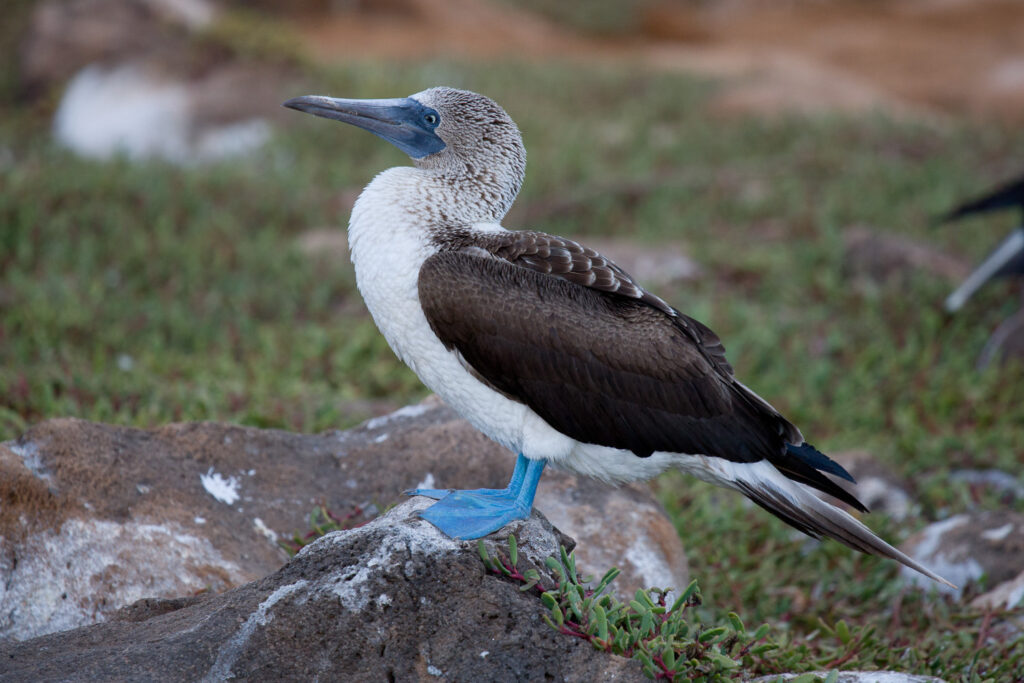 Isla de la Plata, piquero de patas azules. Foto: Greg W. Lasley