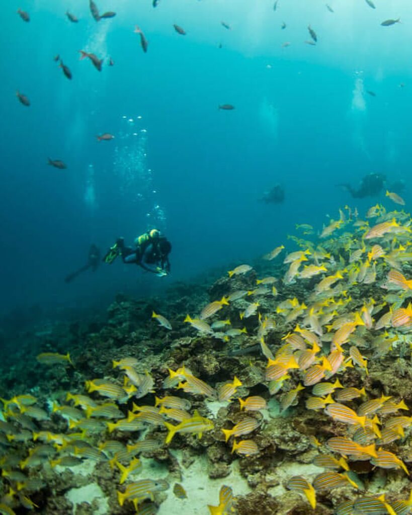 Isla del Coco - @isladelcoco.faico