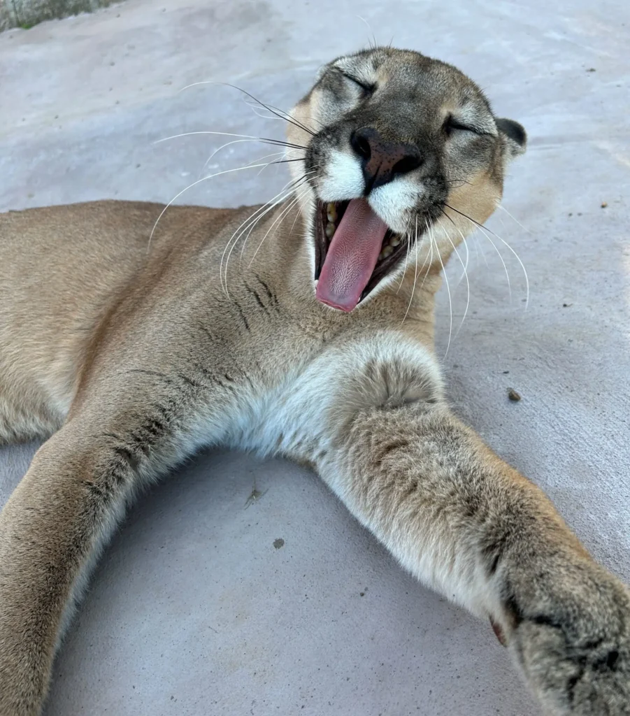 (Criadouro de Onça Pintada). Foto de Tequio Proyects