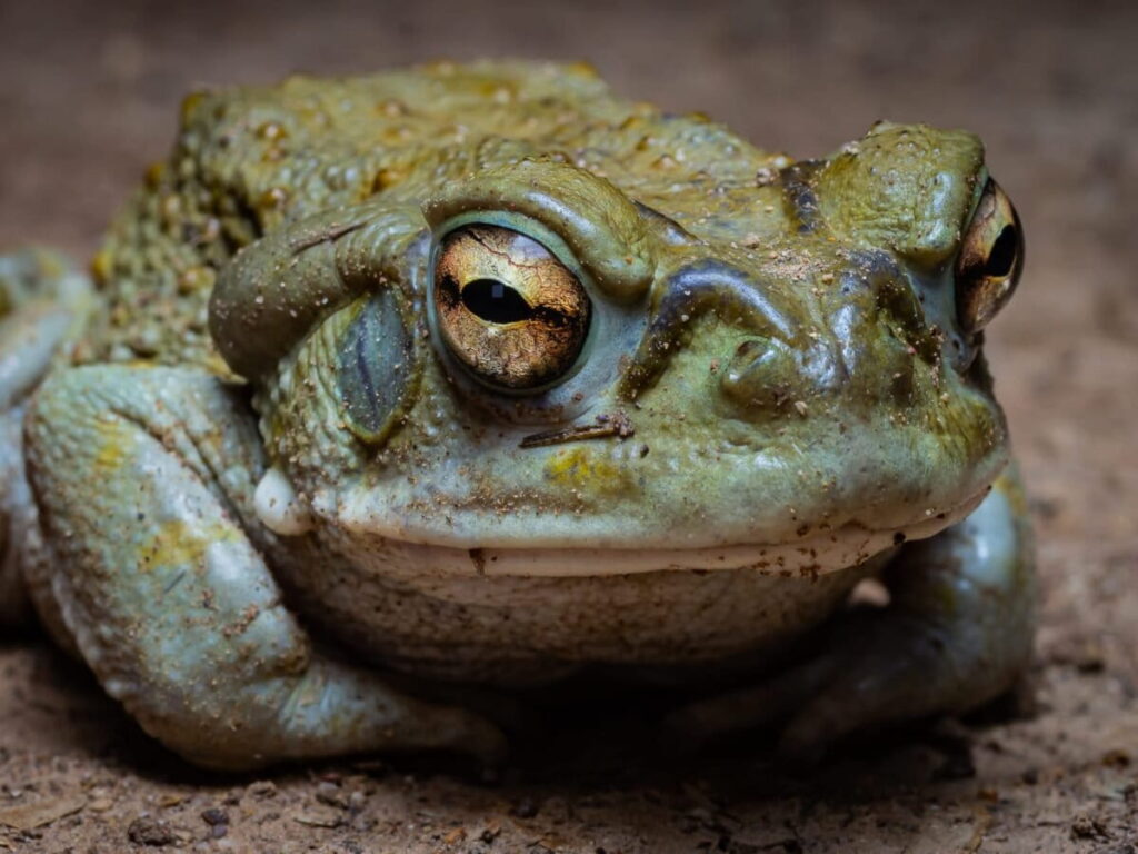 La bufotoxina también se comercializa en la dark web y a través de otros canales clandestinos. Foto: cortesía Anny Ortiz Bernal