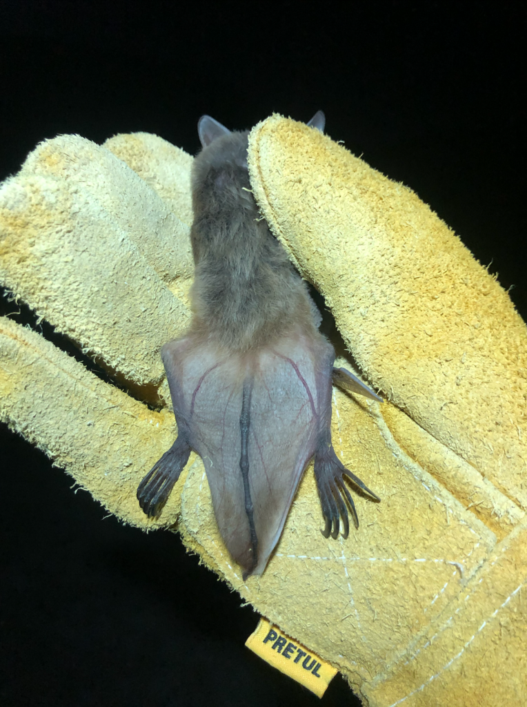 La cola del Myotis vivesi está cubierta completamente por el uropatagio y sobrepasa el largo de las patas. Foto: cortesía Vladimir Rojas