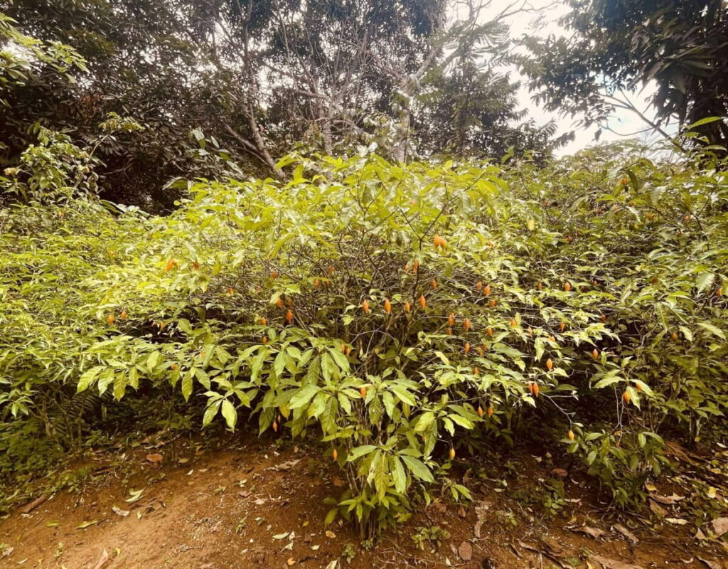 La iboga enfrenta varias amenazas, entre ellas la sobreexplotación y la pérdida de hábitat por deforestación. Foto: cortesía Yann Guignon