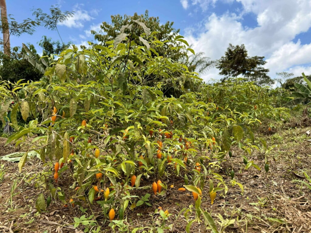 La iboga (Tabernanthe iboga). La corteza interna de la raíz es la parte más apreciada, ya que contiene las concentraciones más altas de varios alcaloides de iboga. Foto: cortesía Sam Gandy