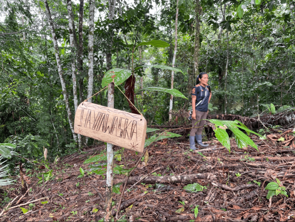 La jayawaska, popularmente conocida como ayahuasca, es una planta considerada sagrada. Foto: Ana Cristina Alvarado