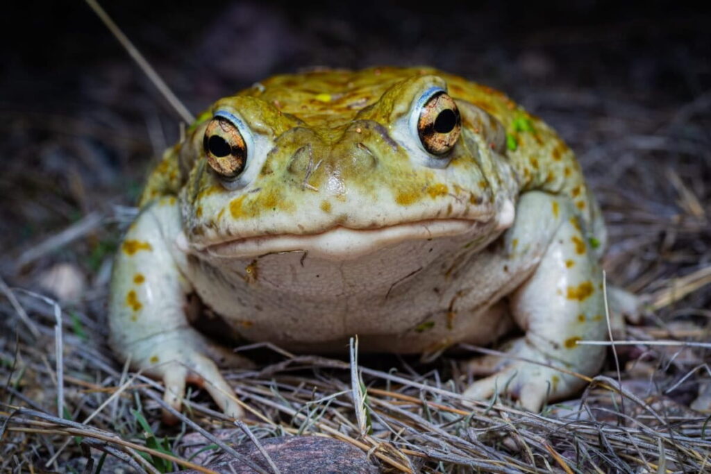 La práctica de “ordeñar” sapos implica un alto nivel de estrés que puede afectar su reproducción, su sistema inmunológico y su crecimiento. Foto: cortesía Anny Ortiz Bernal