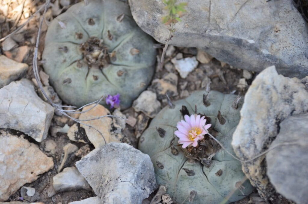 La presión antropogénica ha reducido considerablemente el número de cactus peyote en estado silvestre. Foto: cortesía Anna Ermakova