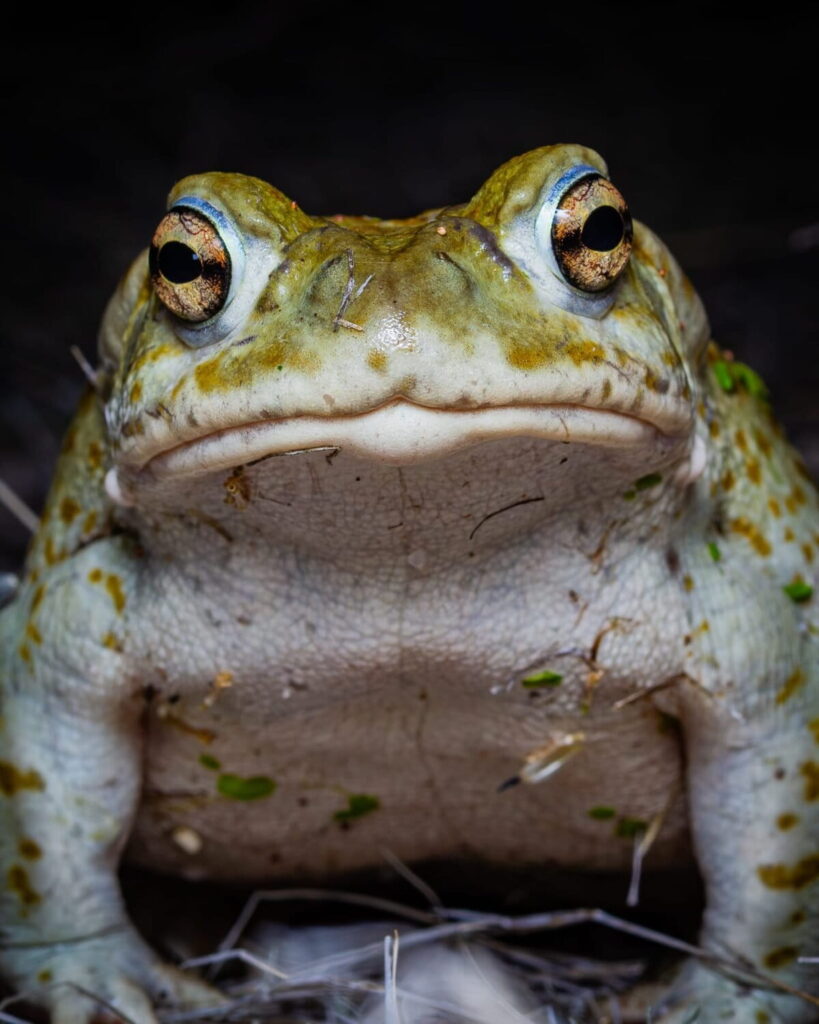 Los sapos del desierto sonorense poseen toxinas defensivas extremadamente potentes que liberan a través de sus glándulas. Foto: cortesía Anny Ortiz Bernal