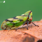 Chicharrita. Melizoderes sp. Créditos: Melizoderes sp.