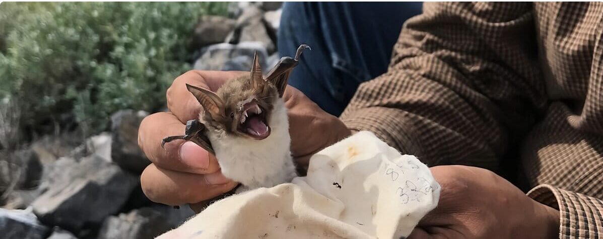 El murciélago que pesca en el desierto está bajo amenaza en el Golfo de California