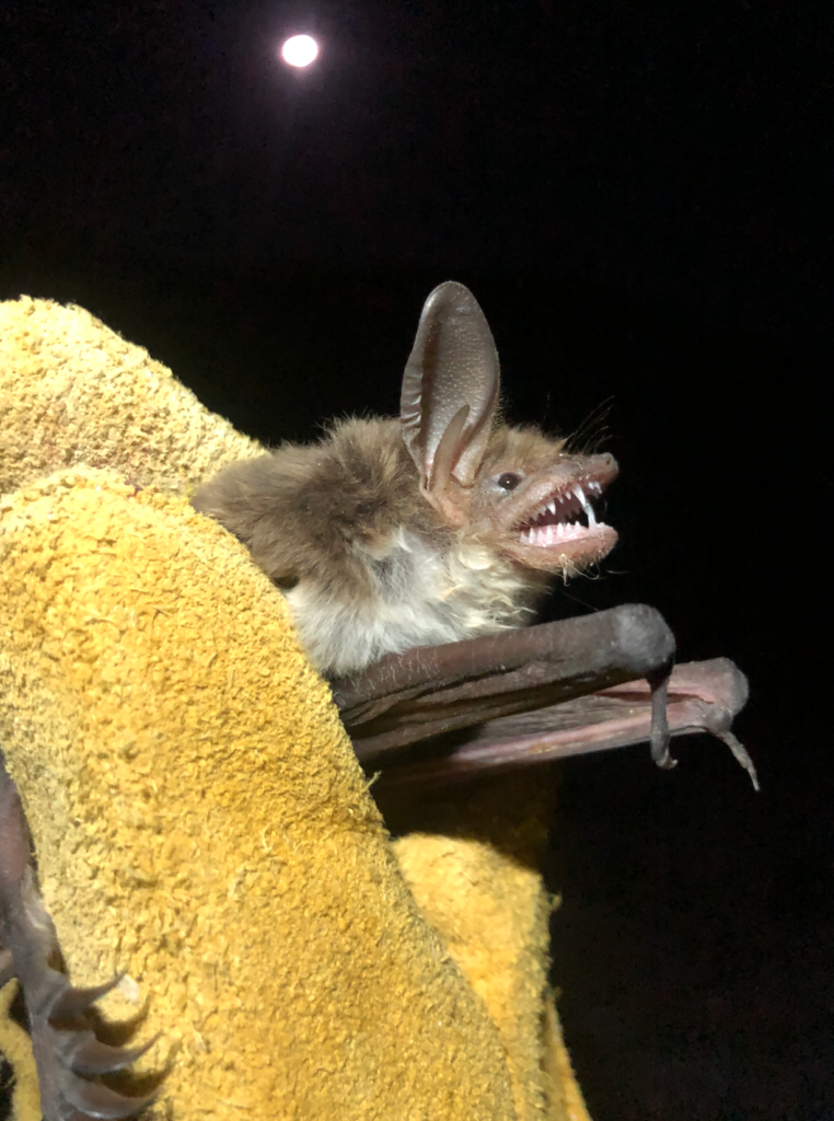 Su pelaje es largo y brillante, tiene pelo bicolor de color café claro en el dorso y blanquecino en el vientre. Su rostro es de forma triangular, de frente ancha y hocico estrecho. Foto: cortesía Vladimir Rojas