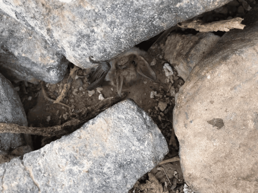 Myotis vivesi se refugia bajo los deslizamientos de rocas, en grietas y oquedades de los acantilados. Es común que comparta el refugio bajo las rocas con dos especies de petreles. Foto: cortesía José Juan Flores