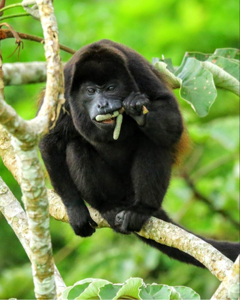 Parque nacional Corcovado c Iluis Lopez
