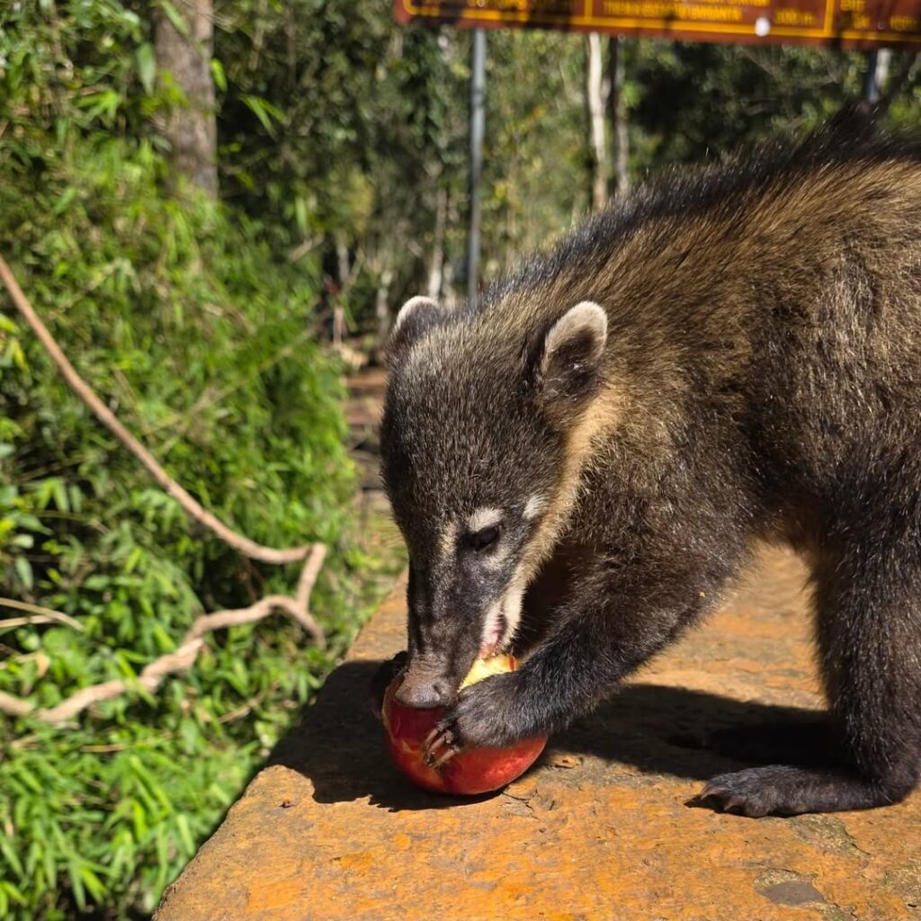 parque Nacional Iguazú c Magalí Miglia 2