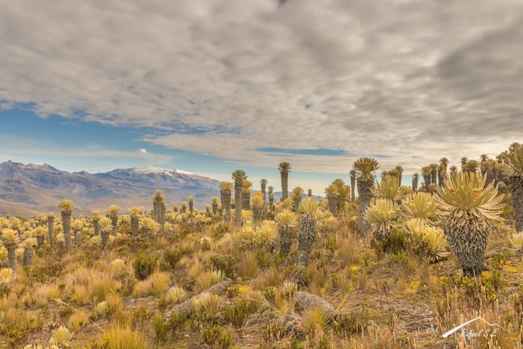 Parque Nacional Natural Los Nevados c Rafael Serrano Esguerra @rafaelseresg 2