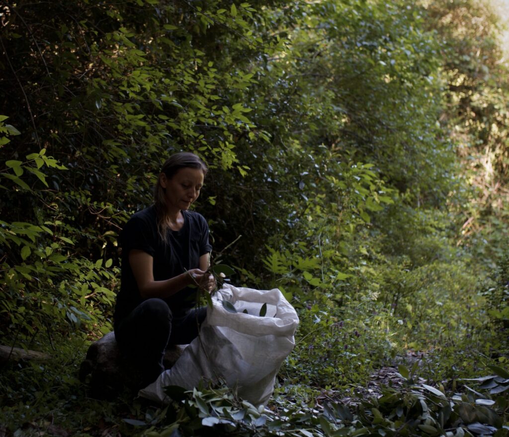 Perfumería Botánica "Aromas de Chile". Créditos: Perfumería Botánica.