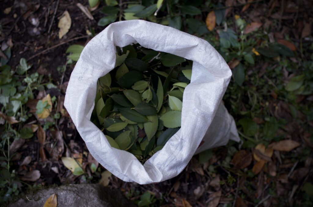 Perfumería Botánica "Aromas de Chile". Créditos: Perfumería Botánica.