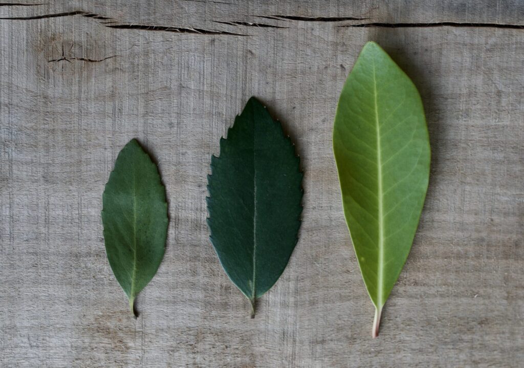 Perfumería Botánica "Aromas de Chile". Créditos: Perfumería Botánica.