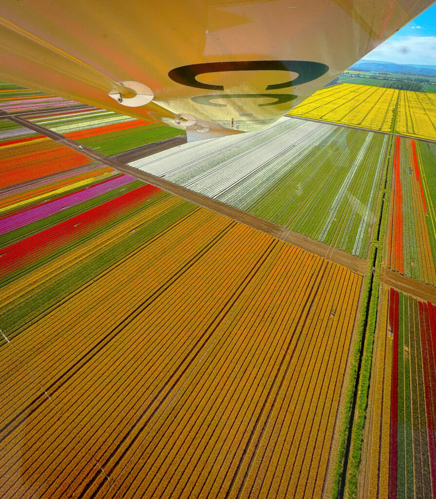 Plantación de tulipanes. Foto disponible en libro. 