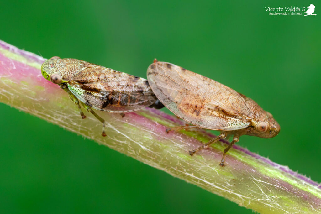 Pseudaphrophora sp. Créditos: Vicente Valdés Guzmán.