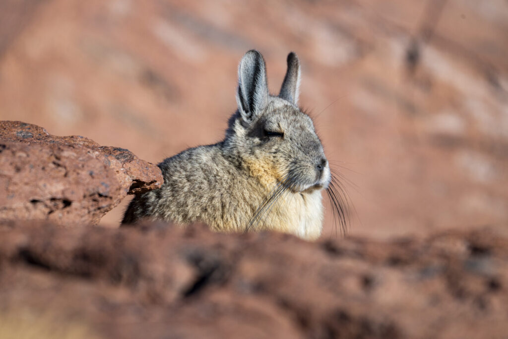Reserva Nacional Los Flamencos - San Pedro de Atacama. Benjamín Valenzuela. (1)