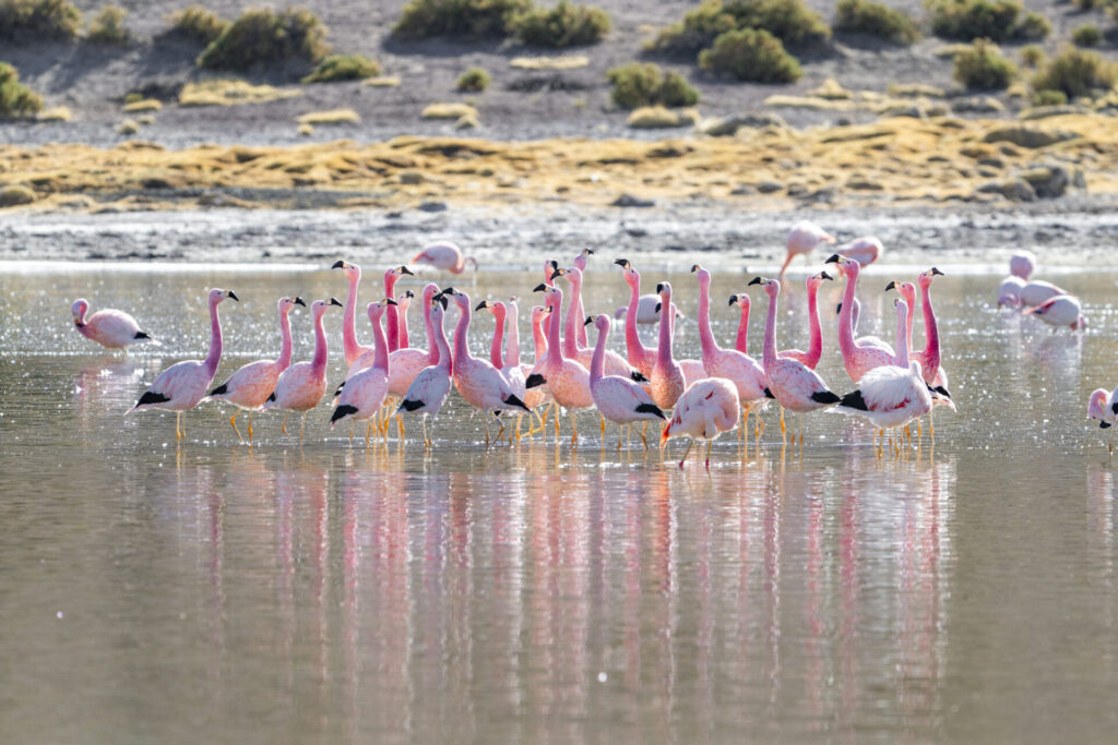 Reserva Nacional Los Flamencos - San Pedro de Atacama. Benjamín Valenzuela. (1)