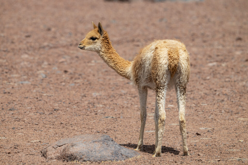 Reserva Nacional Los Flamencos - San Pedro de Atacama. Benjamín Valenzuela. (1)