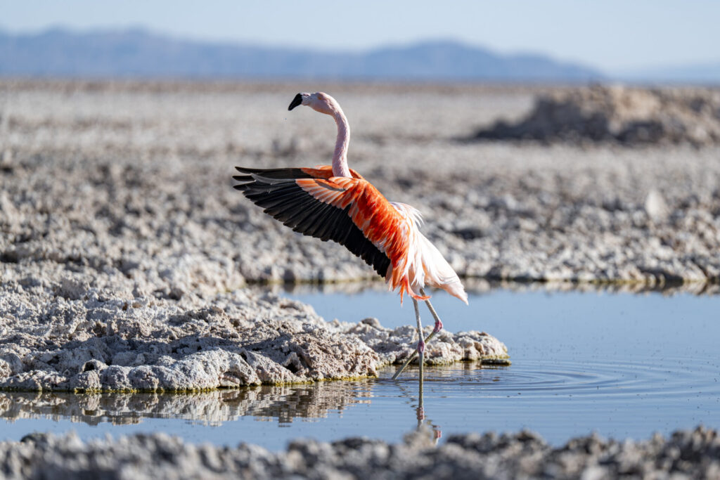 Reserva Nacional Los Flamencos - San Pedro de Atacama. Benjamín Valenzuela. (1)
