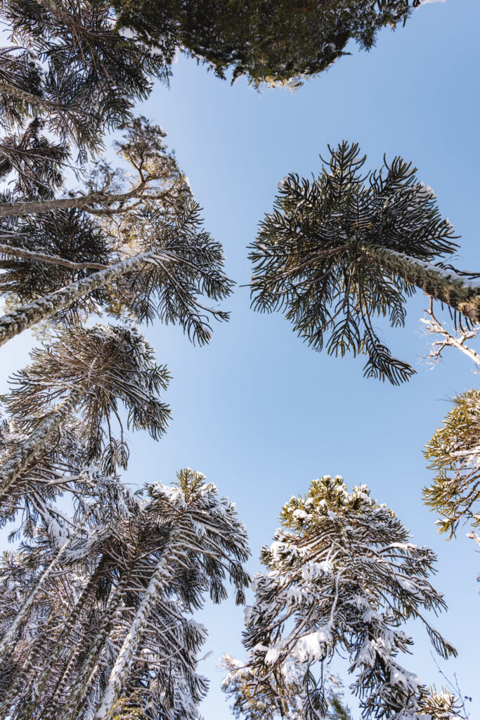 Reserva Nacional Malalcahuello Benjamín Valenzuela (1)