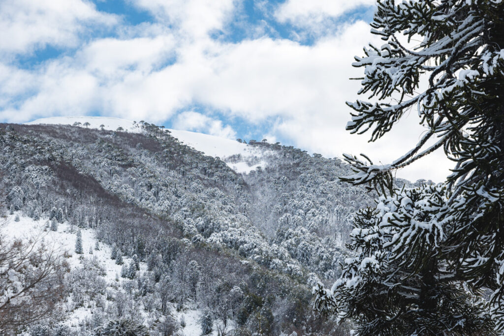 Reserva Nacional Malalcahuello Benjamín Valenzuela (1)