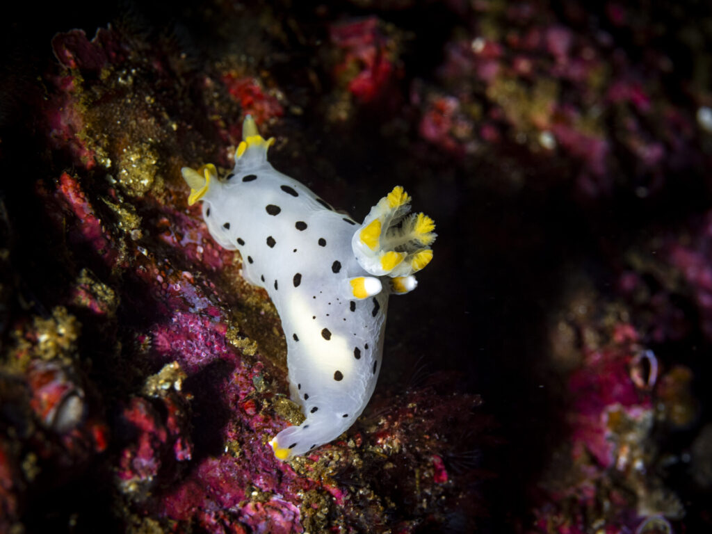 Reserva Nacional Pingüino de Humboldt Benjamín Valenzuela