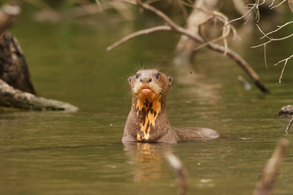 Reserva Nacional Tambopata c  Christian Vinces @christianvincesfoto