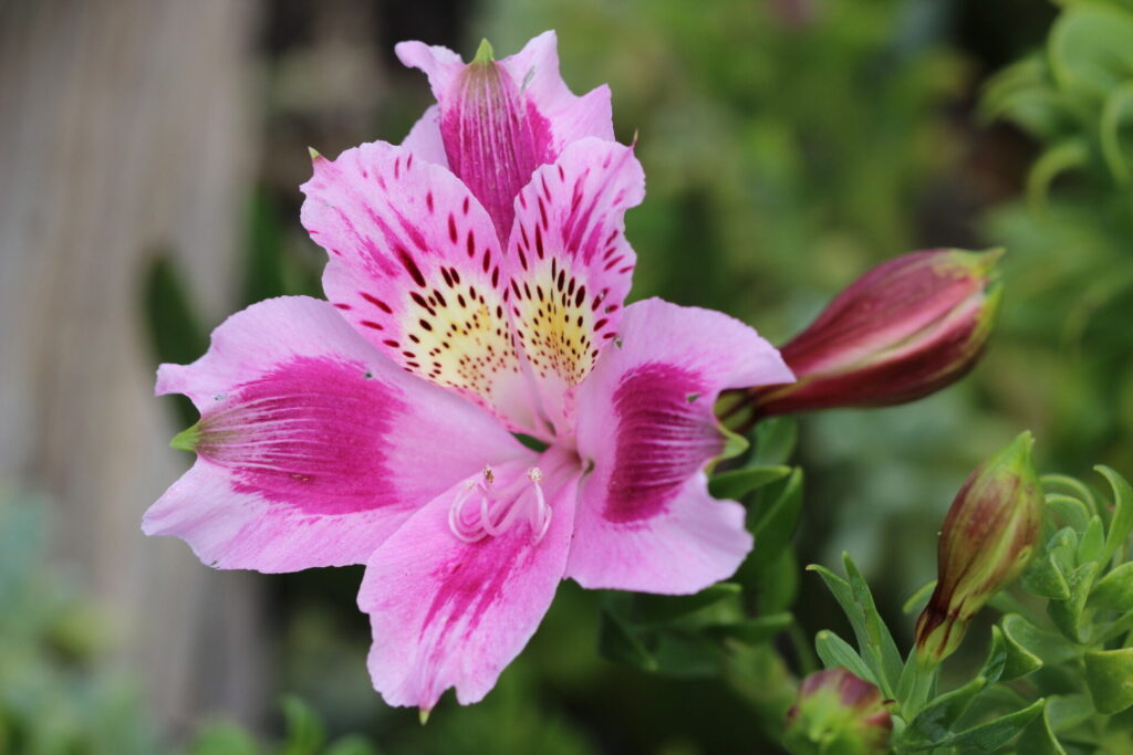 Mariposita de Los Molles (Alstroemeria pelegrina). Créditos: ©César Ormazabal.