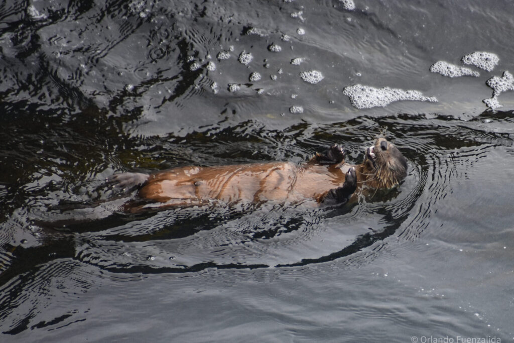 Chungungo (Lontra felina). Créditos: ©Orlando Fuenzalida / Reserva Puquén.