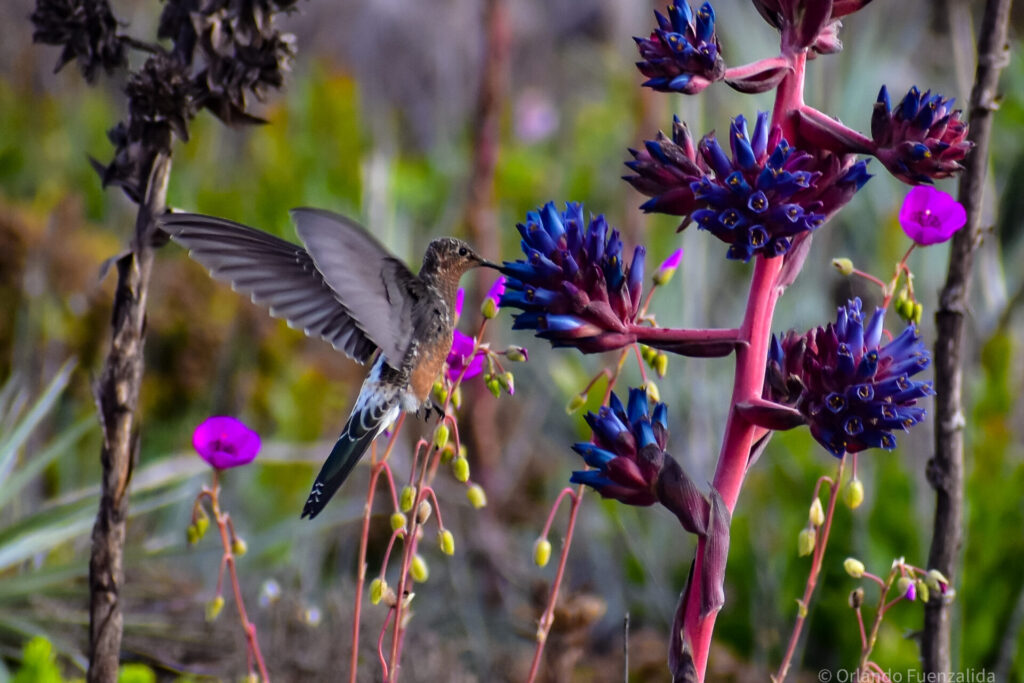 Picaflor gigante (Patagona gigas) en Puya venusta. Créditos: ©Orlando Fuenzalida / Reserva Puquén.