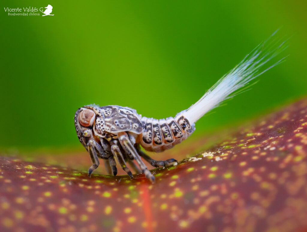 Sarnus sp. Créditos: Vicente Valdés Guzmán